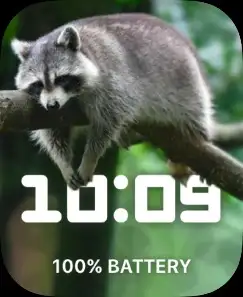 Raccoon