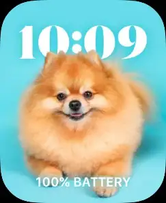 FUNNY DOG