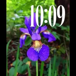 Iris Dreams