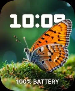 BUTTERFLY