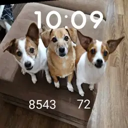 My dogs