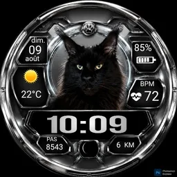 Chat Mainecoon Black