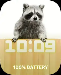 Raccoon