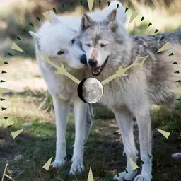 Wolves!
