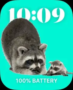 Raccoon