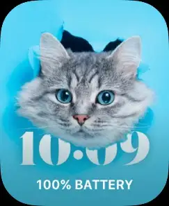 FUNNY CAT