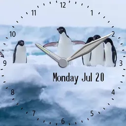 Penguin gathering