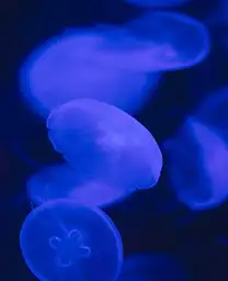 blue