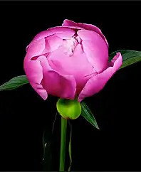 PEONY