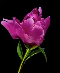 PEONY
