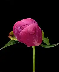 PEONY