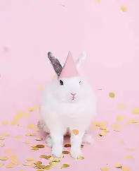 RABBIT
