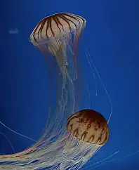 JELLYFISH
