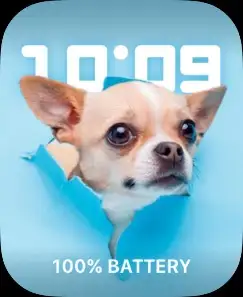 FUNNY DOG