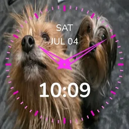 Yorkie's Cici -Tator whatcha doing - plwren