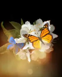 BUTTERFLIES