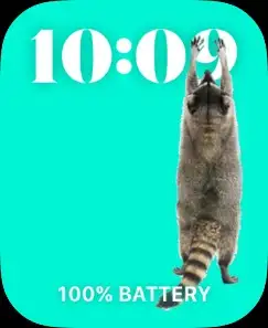 Raccoon