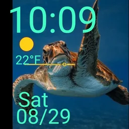 Turtle