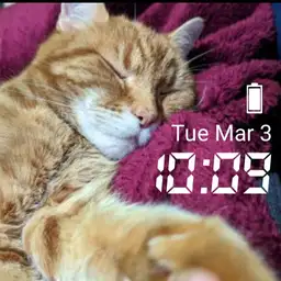 Sleepy Kitty