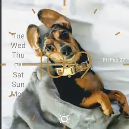 fidgett pup