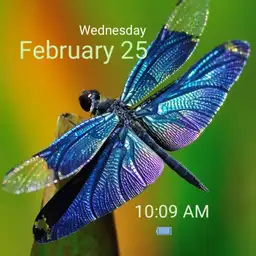 Dragonfly1