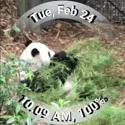 Panda GIF