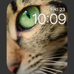 Cute cat