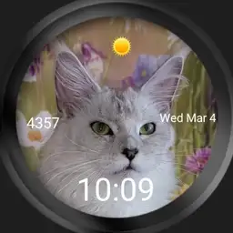 Maine coon
