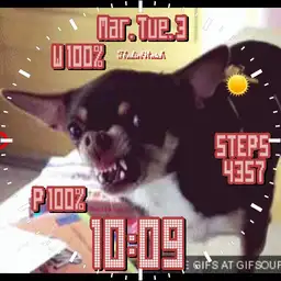Chihuahua angry watch