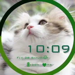 My Cat monsuke