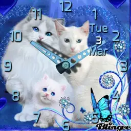 brit blue eye cat