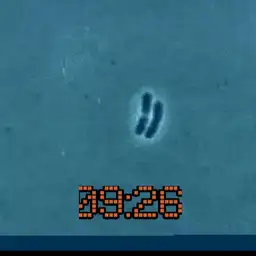 bacteria