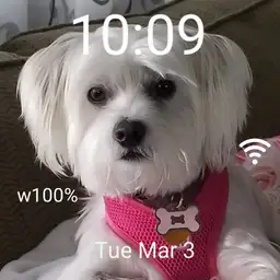 Daisy at 3yrs old