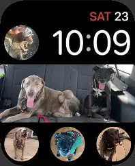 My dogs