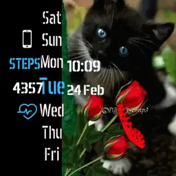 brit black cat red