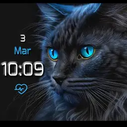 brit blue Eyed cat