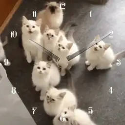 animated cats