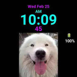 Samoyed Kobe smiling Copy