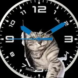 Catdestroy