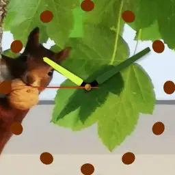 Squirrel on the run