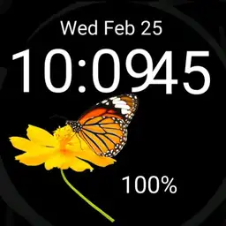 butterfly