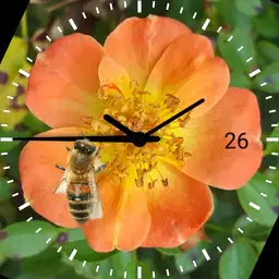Busy Bee with flower