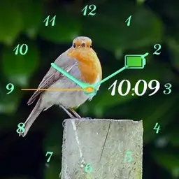 Robin Watch