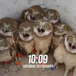 Baby Owls