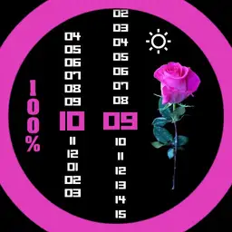 Pink rose