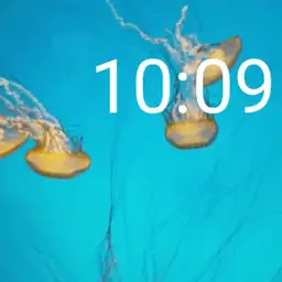 Baltimore Jellyfish