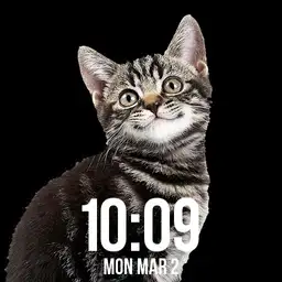 Smiley Cat