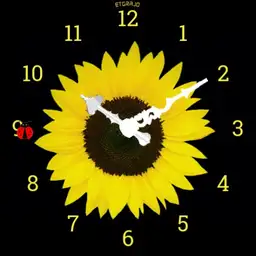 sunflower2