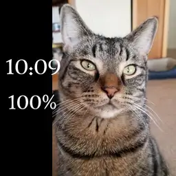 tabby cat cass