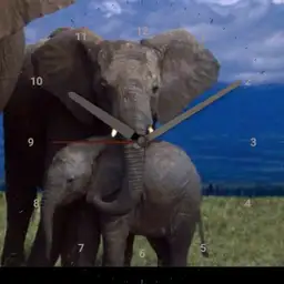 elephants